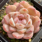 Pink and peach echeveria succulent rosette with layered, oval leaves