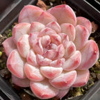 Light pink echeveria succulent rosette with layered oval leaves and curled tips