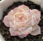 Succulent rosette with soft pink and ivory, tightly layered petals