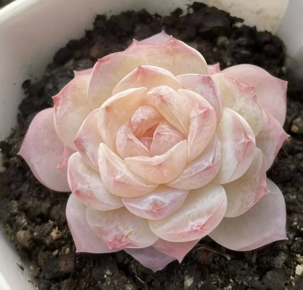 Succulent rosette with soft pink and ivory, tightly layered petals