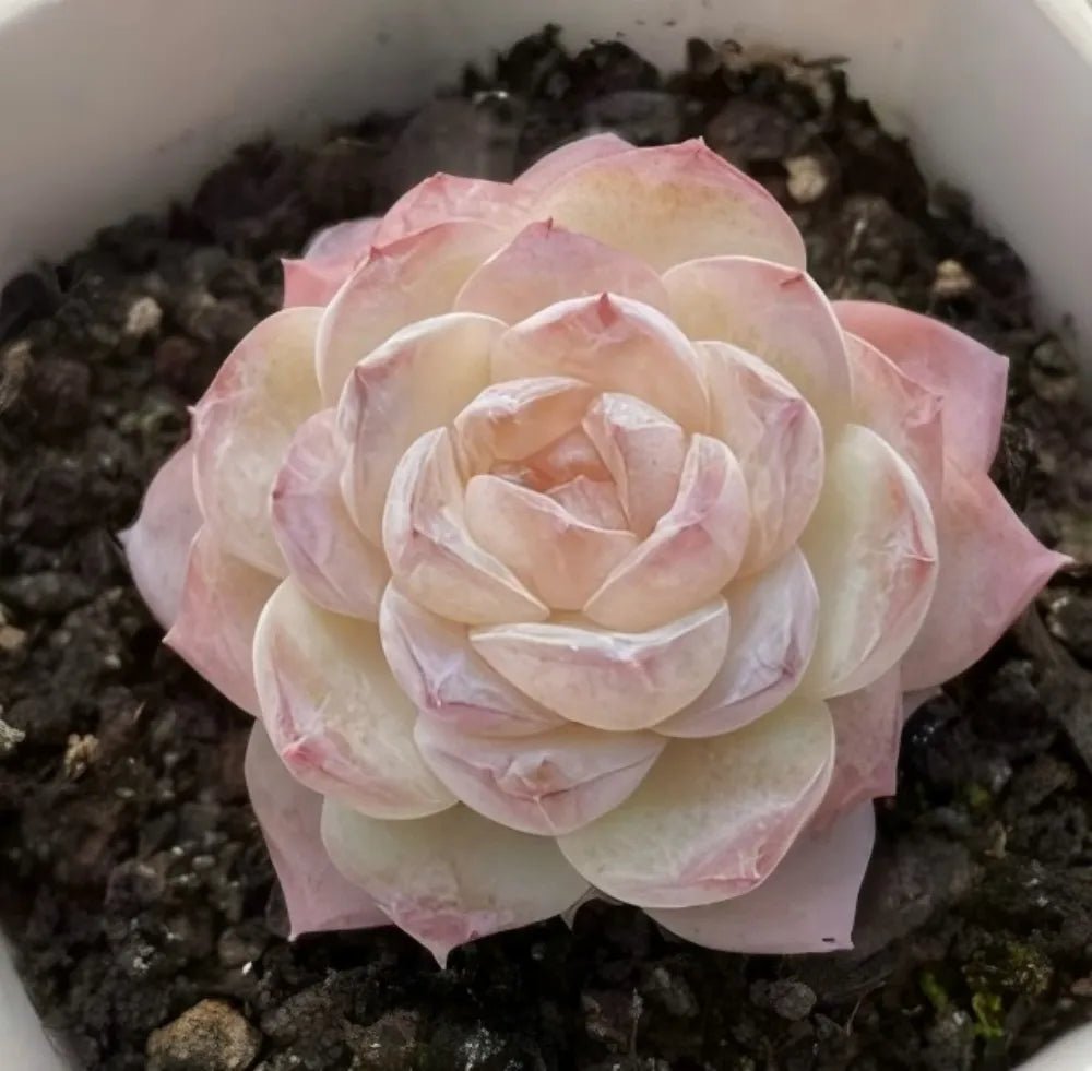 Succulent rosette with layered pale pink and cream leaves