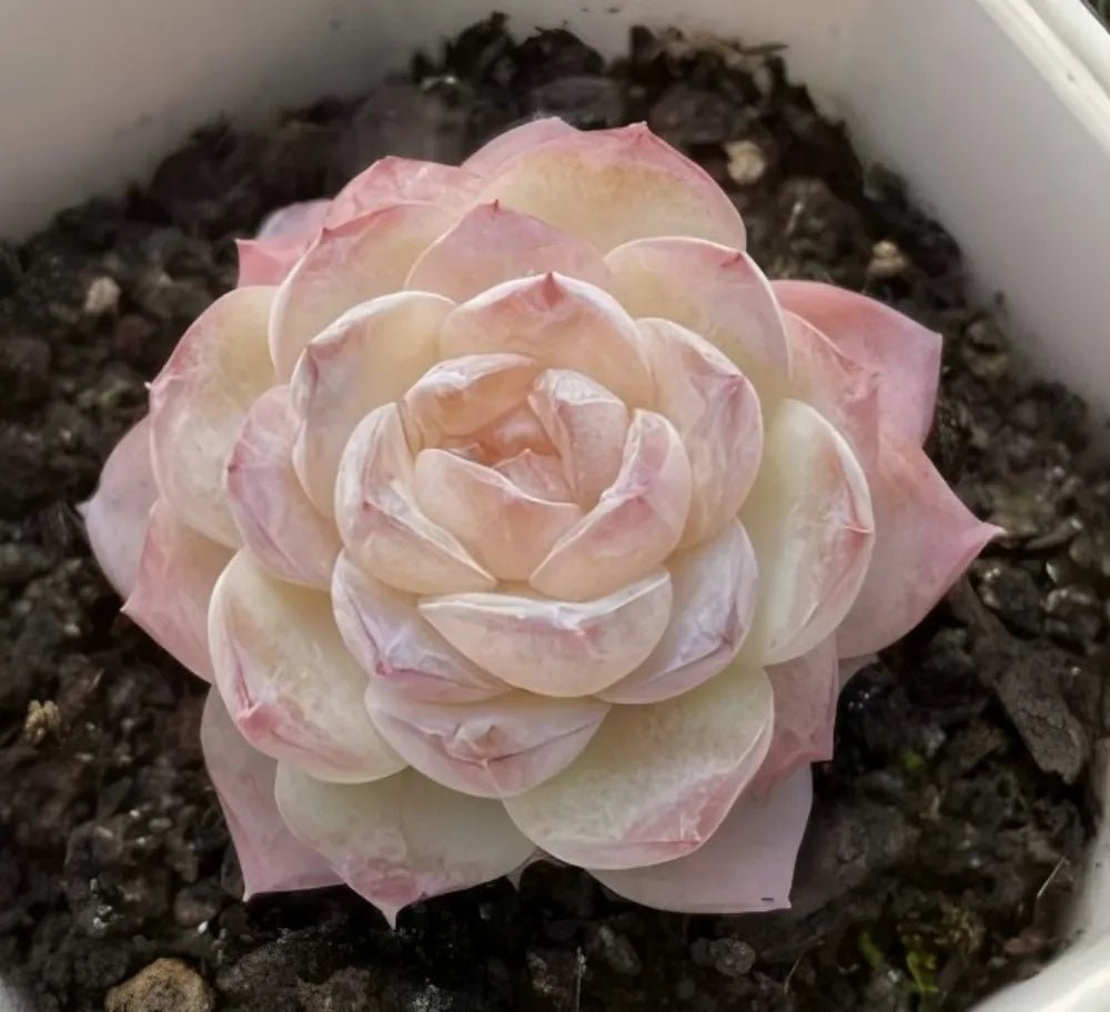 Succulent rosette with pastel pink edges and creamy inner leaves
