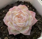 Succulent rosette with pastel pink edges and creamy inner leaves