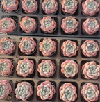 Assorted Echeveria succulent rosettes in trays, cream, pink, and pale green centers