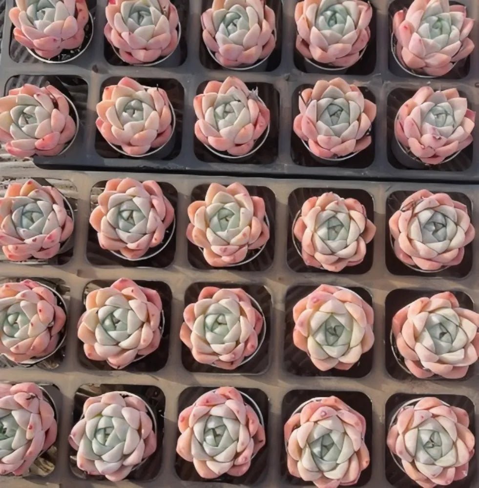 Assorted Echeveria succulent rosettes in trays, cream, pink, and pale green centers