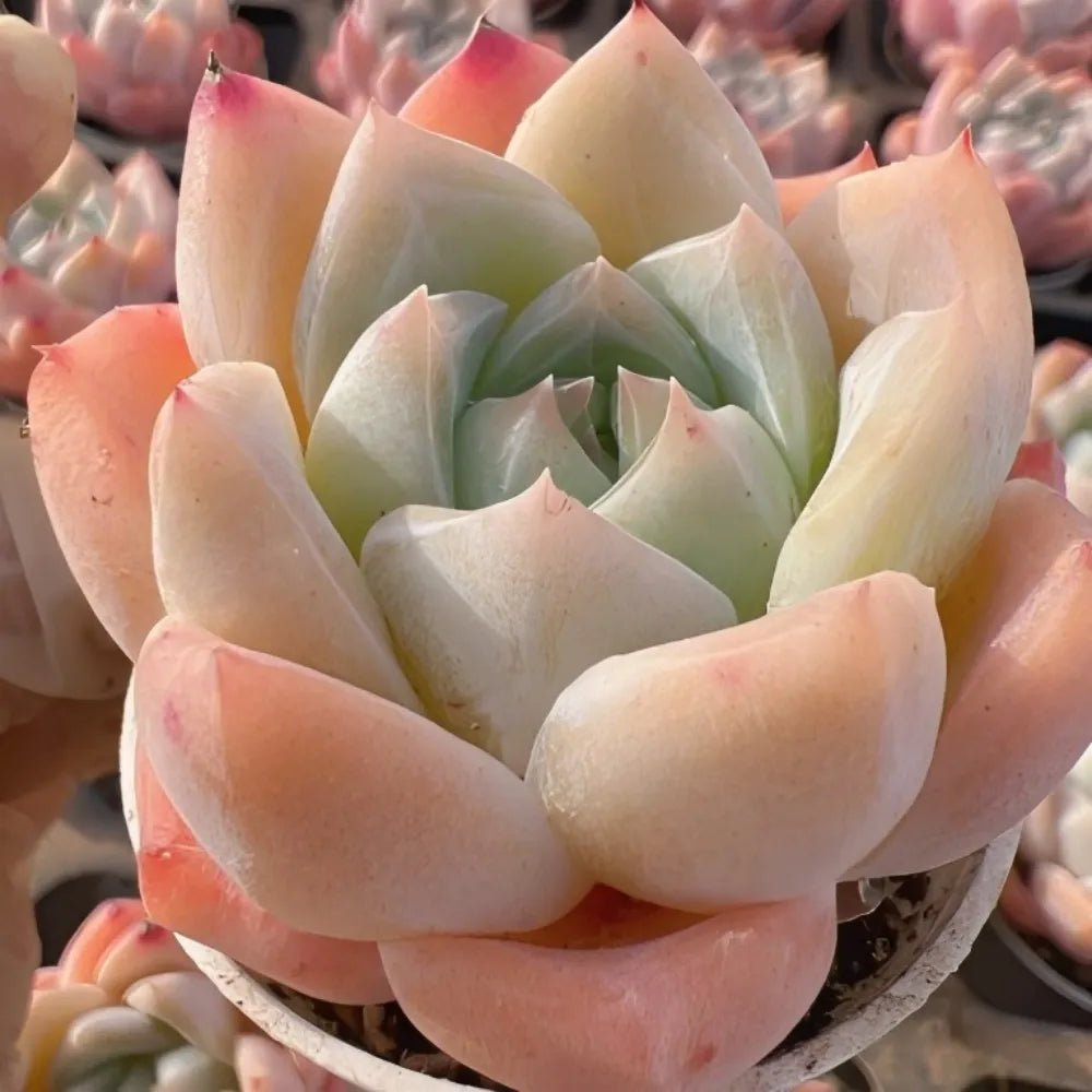 Pale green center Echeveria succulent rosette with cream and pink outer leaves