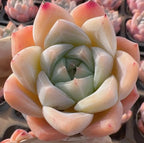 Cream and pale pink Echeveria succulent rosette with layered pointed leaves