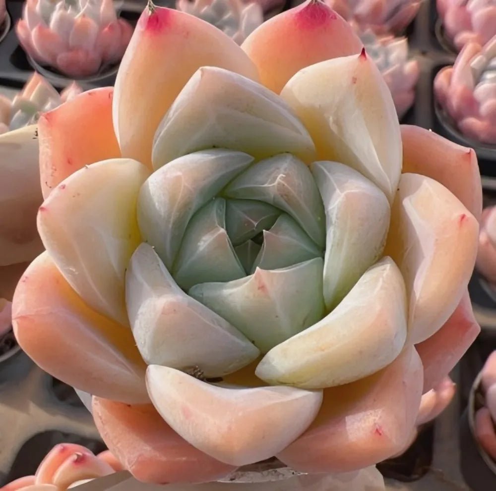 Cream and pale pink Echeveria succulent rosette with layered pointed leaves