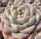 Echeveria Jenny Felix succulent rosette, light gray-cream with subtle pink tips