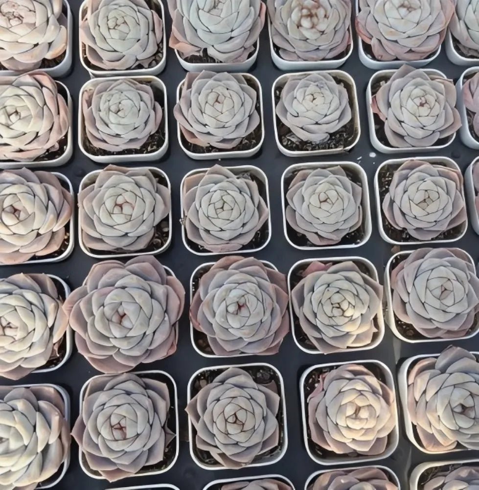 Echeveria Jenny Felix succulent tray of pale cream rosettes with pink-edged leaves
