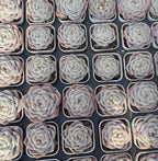 Echeveria Jenny Felix succulent tray of pale cream rosettes with pink-edged leaves