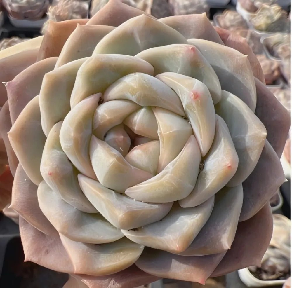 Echeveria Jenny Felix succulent rosette, pale cream and blush tones