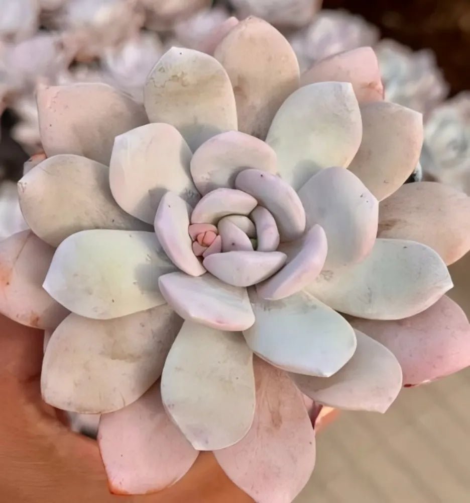 Pale blue-gray echeveria rosette with thick pointed leaves and soft pink blush tips