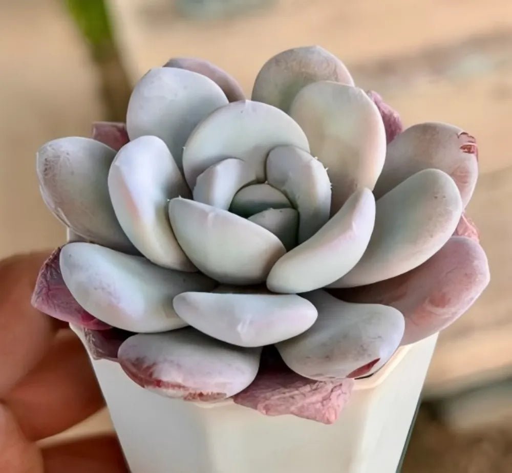 Echeveria rosette in a light pink pot, blue leaves with muted pink margins