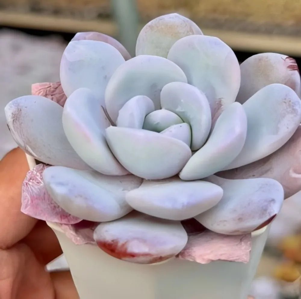Blue-gray echeveria succulent rosette with pastel pink outer leaves in a pot