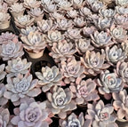 Tray of small echeveria rosettes with pale gray leaves and subtle blush pink