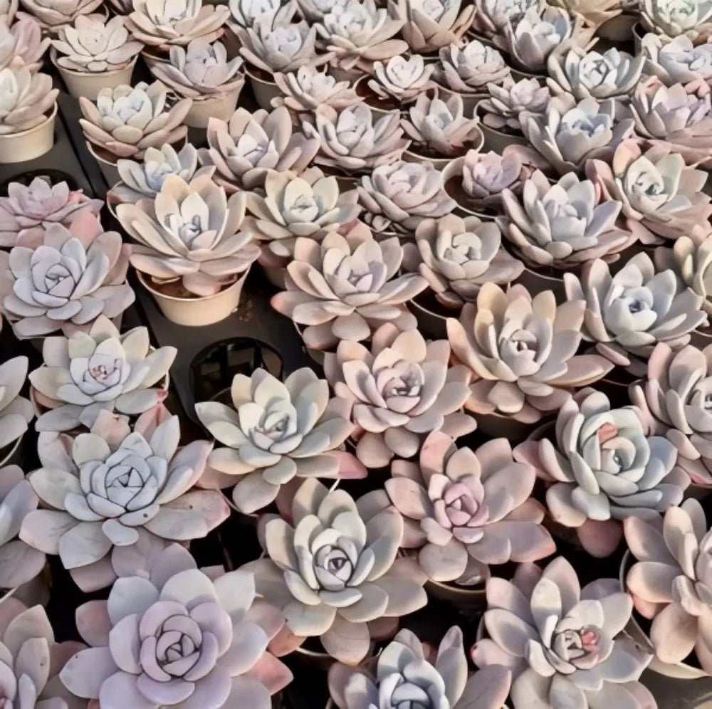 Tray of small echeveria rosettes with pale gray leaves and subtle blush pink