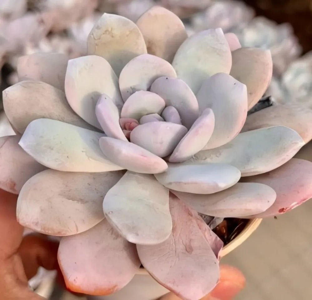 Echeveria rosette in cool blue-gray tones, layered leaves with faint pink edges