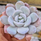 Echeveria rosette of pale blue leaves with rounded tips and pink-stained outer leaves