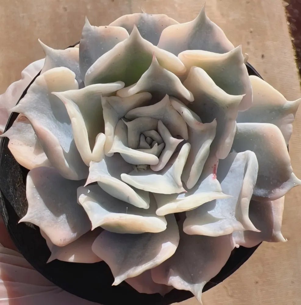 Echeveria succulent rosette with pale blue-white variegated leaves in black pot