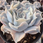 Close-up of variegated echeveria succulent rosette in black pot, pale blue-white leaves