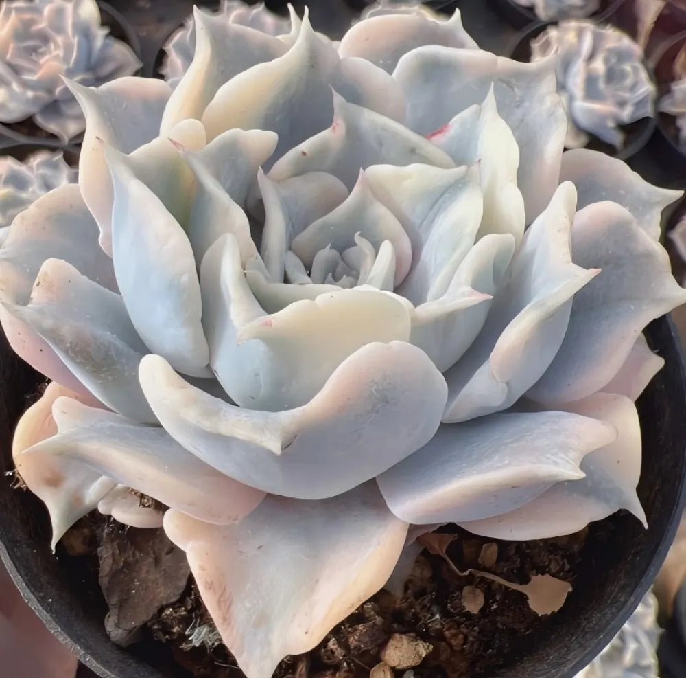 Close-up of variegated echeveria succulent rosette in black pot, pale blue-white leaves
