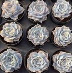 Small potted echeveria succulents with pale blue rosettes, variegated, 3-inch