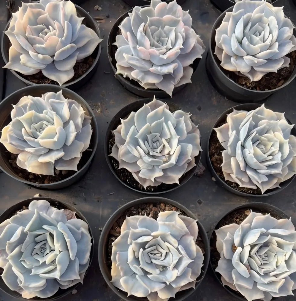 Small potted echeveria succulents with pale blue rosettes, variegated, 3-inch