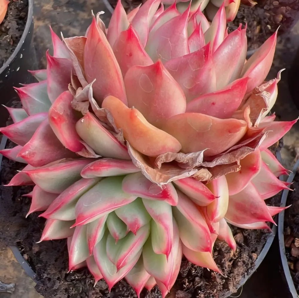 Succulent rosette cluster in a pot, bright pink leaves with green tips