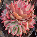 Succulent rosette cluster in a pot, bright pink leaves with green tips