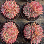 Succulent echeveria cluster in dark pots, pink and green rosette leaves