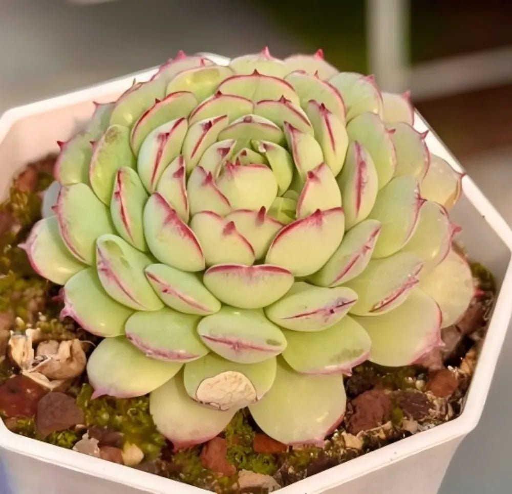 Echeveria succulent rosette in planter, pale green leaves outlined with pink