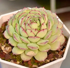 Echeveria succulent rosette in planter, pale green leaves outlined with pink