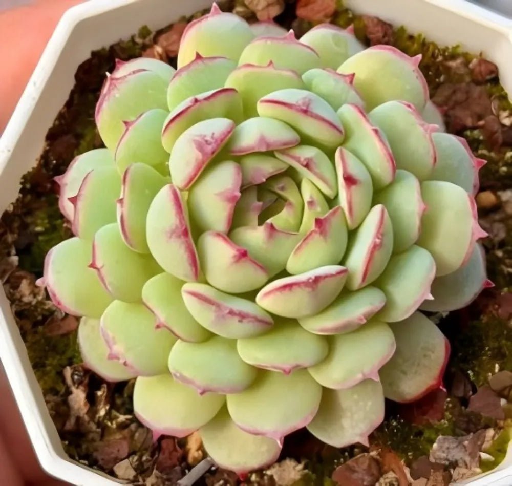 Echeveria succulent rosette in planter, layered mint-green petals with magenta tips