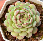 Echeveria succulent rosette in planter, layered mint-green petals with magenta tips