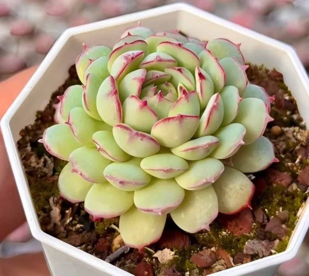 Echeveria succulent rosette in planter, light green leaves with pink edges