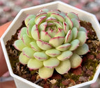 Echeveria succulent rosette in planter, light green leaves with pink edges