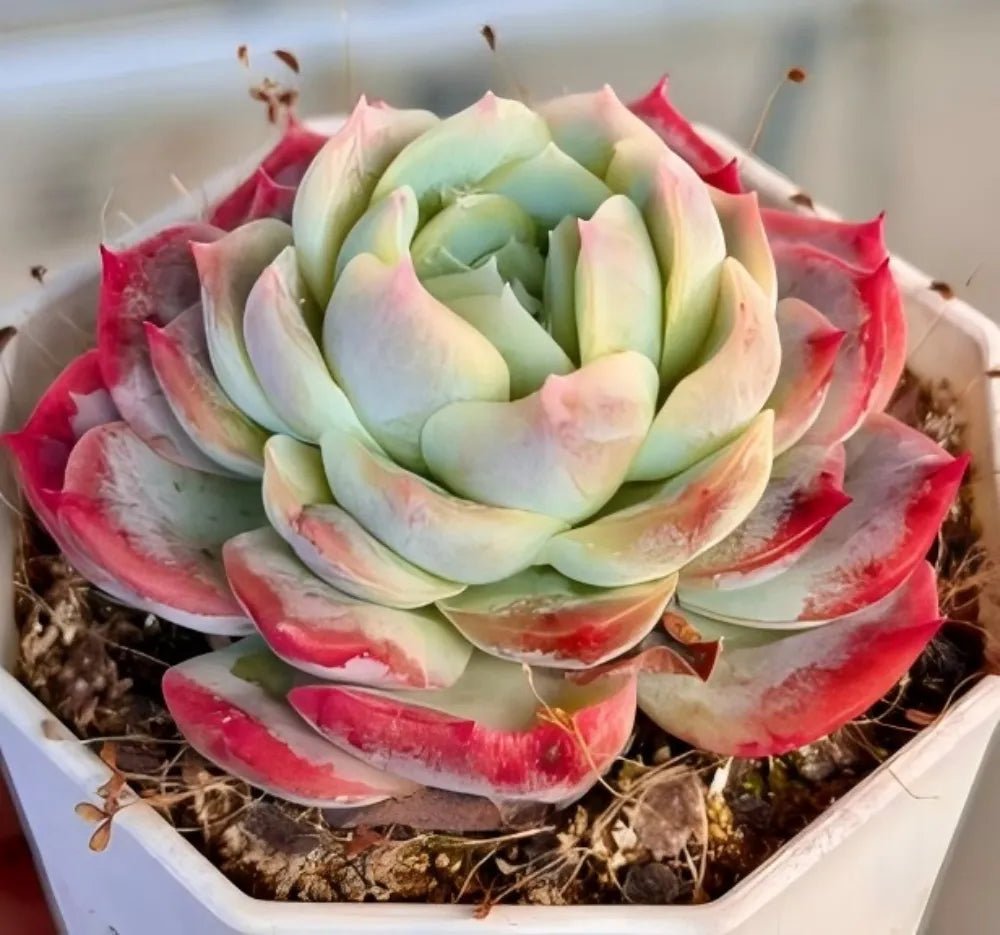 Echeveria rosette plant in pale green with pink-red ruffled edges.