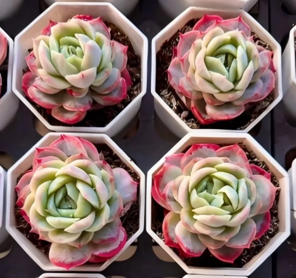 Assorted Echeveria rosette plants in white hex pots, pale green centers with pink-red tips.