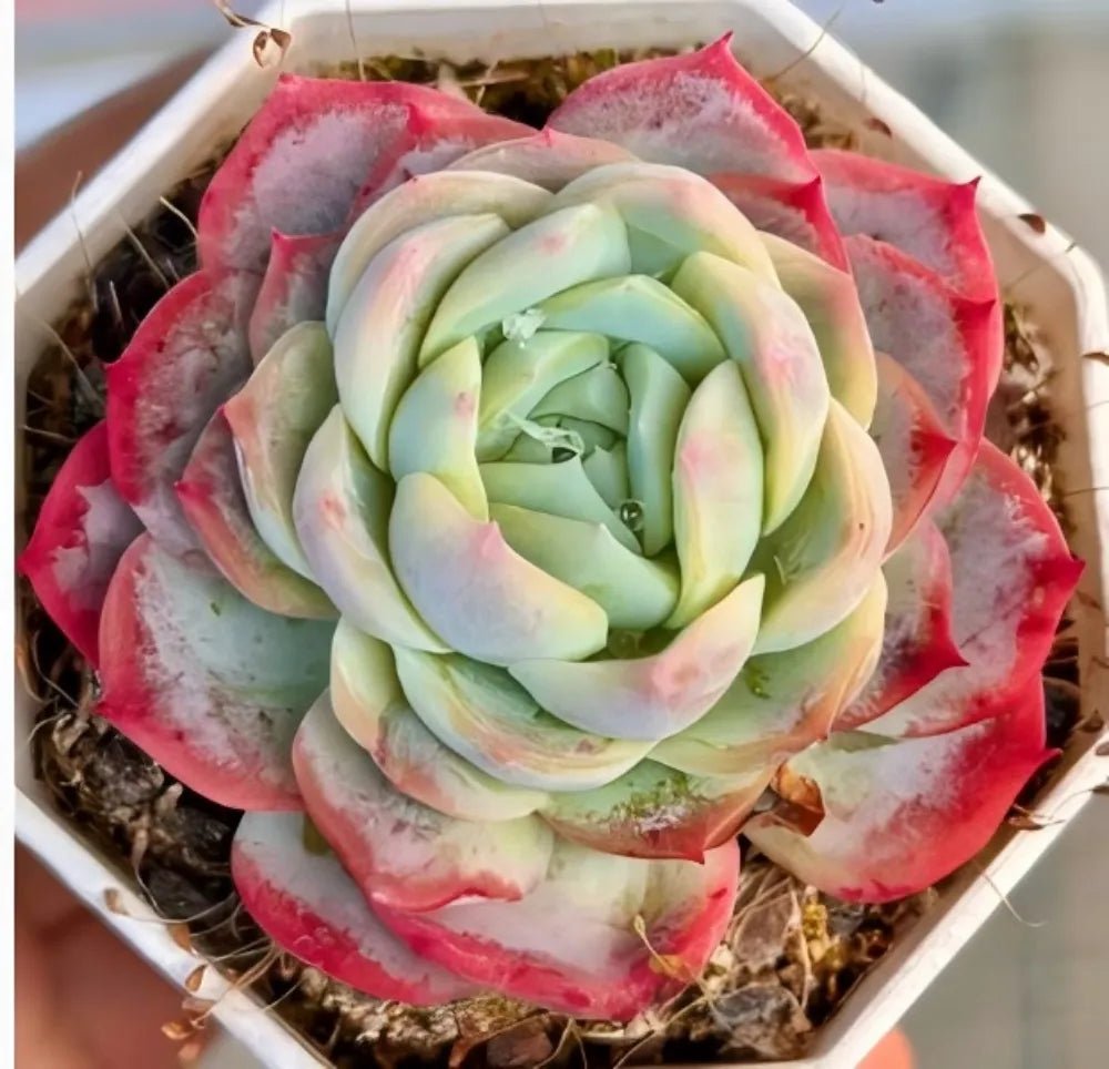 Echeveria rosette in pale green with wide pink-red outer leaves.