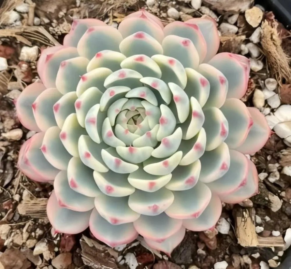 Variegated rosette succulent in soil, pale green leaves with pink-red dots on tips