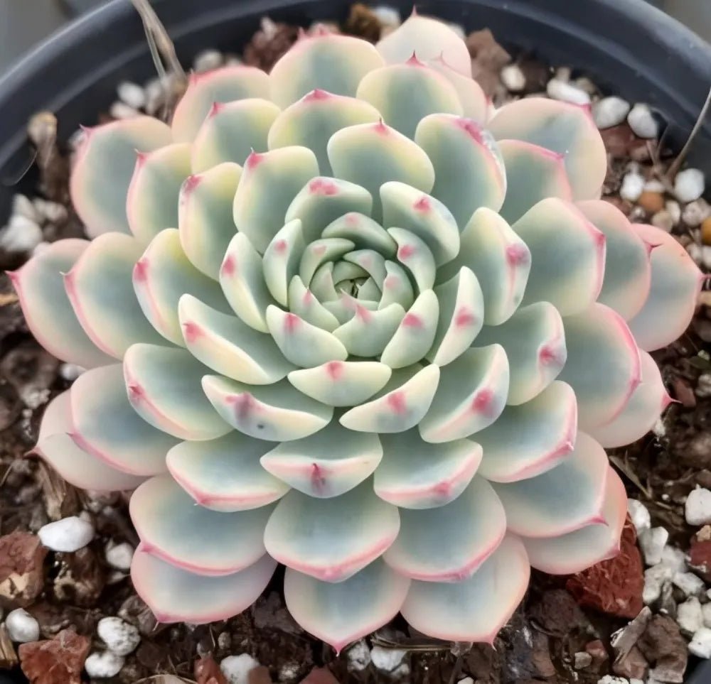 Compact echeveria rosette with pale green leaves and faint pink outlines