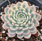 Compact echeveria rosette with pale green leaves and faint pink outlines