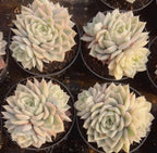 Echeveria succulent cluster in a pot, pale cream rosette with soft green centers