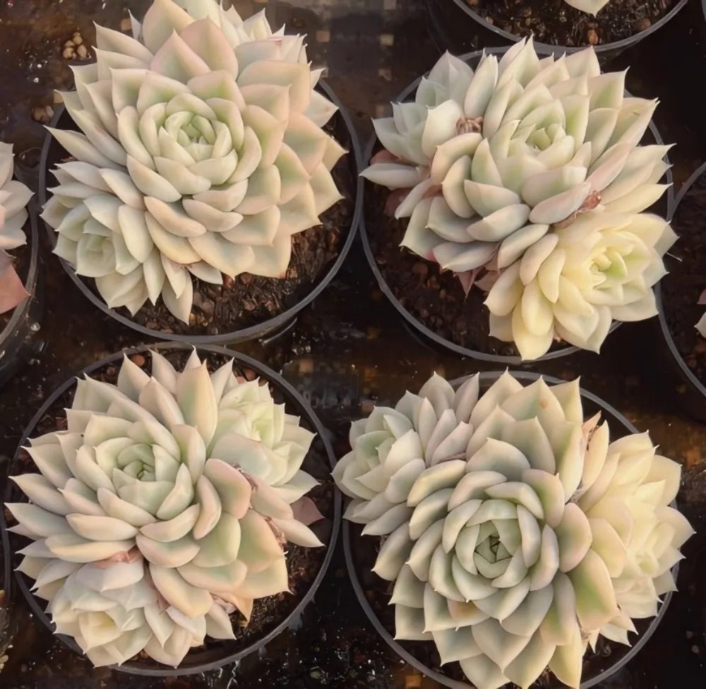 Echeveria succulent cluster in a pot, pale cream rosette with soft green centers
