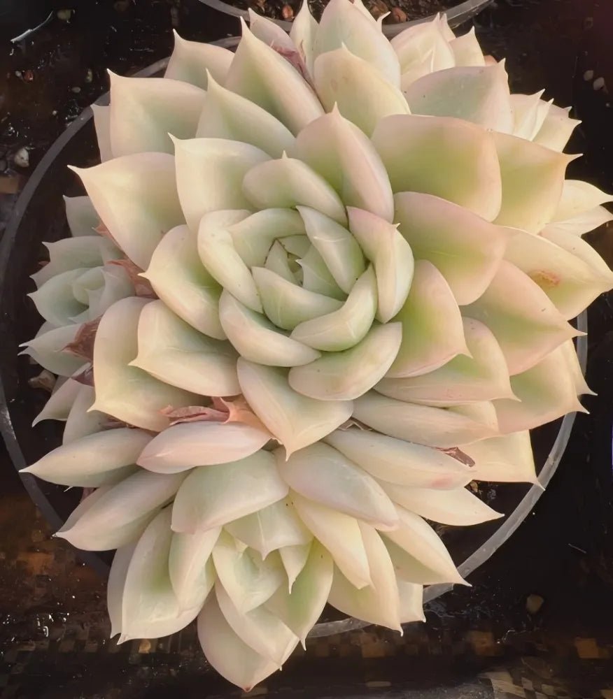 Echeveria succulent rosette, pale cream leaves with a soft green inner center