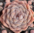 Peach and cream Echeveria rosette succulent with dense spiral leaves in pot