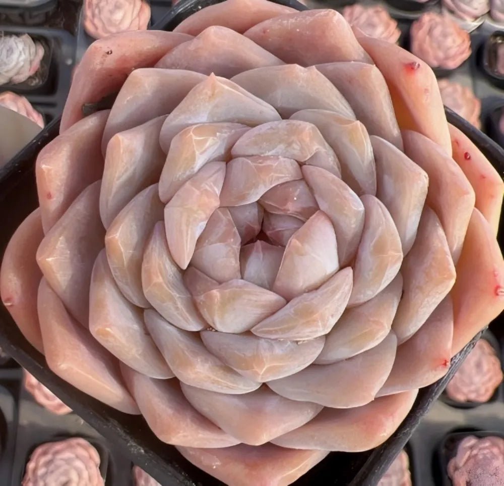 Peach and cream Echeveria rosette succulent with dense spiral leaves in pot