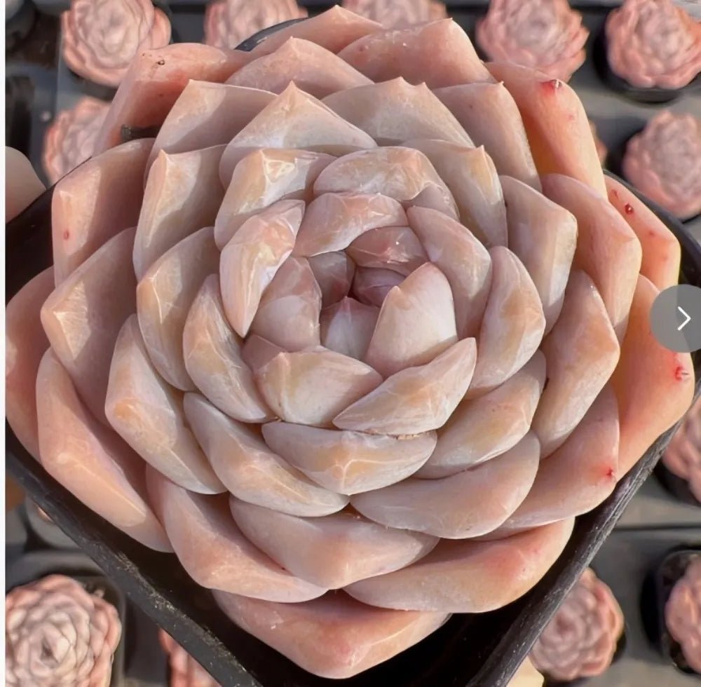 Light peach Echeveria rosette succulent with layered pointed leaves in a pot