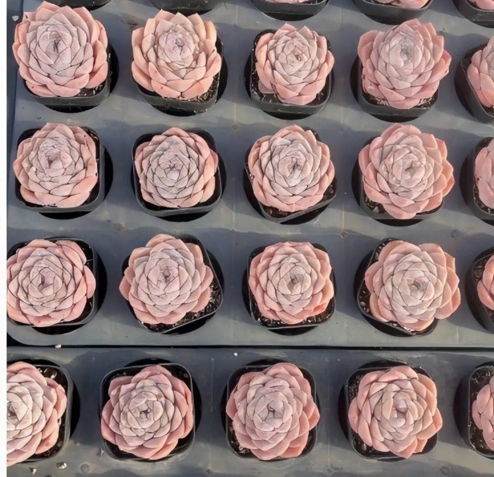 Group of small Echeveria rosette succulents in individual pots, pale pink